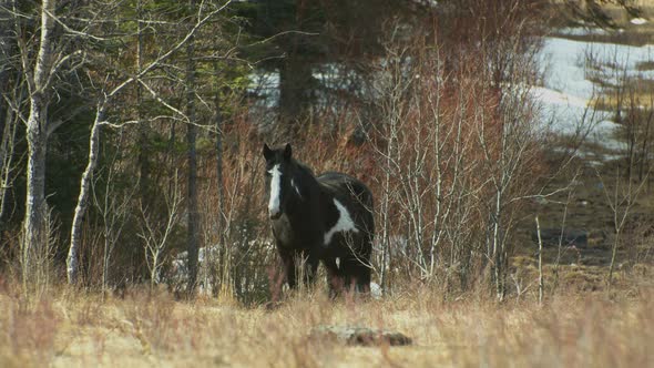 Black horse looking at camera from the forest