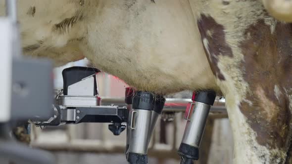 Malfunctioning Robot Scanning Stressed Cow Udder In Cattle Dairy Farm