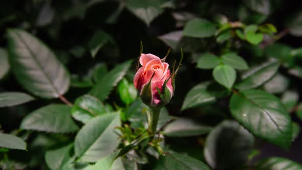 Timelapse of Pink Rose Growing Bud Flower on Green Leaves background