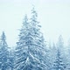 Snowfall Winter Forest Soft Snowy Christmas Morning Falling Snow - VideoHive Item for Sale