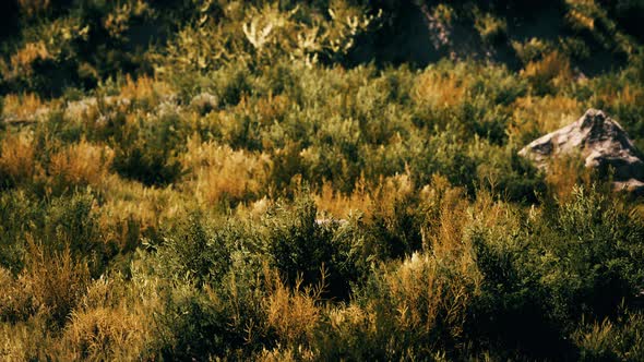 Beach Dunes with Long Grass