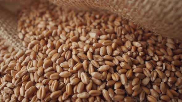 a Pile of Wheat Grains Close Up