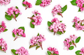 Blossom pattern - PhotoDune Item for Sale