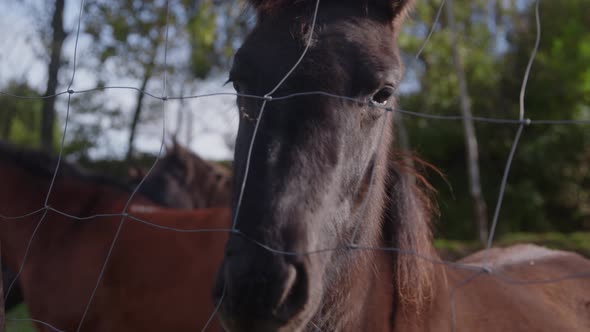 Horse Behind The Fence