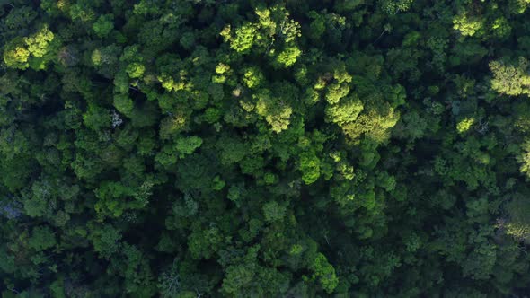 Aerial top down view of a tropical forest: the Amazon forest seen from above