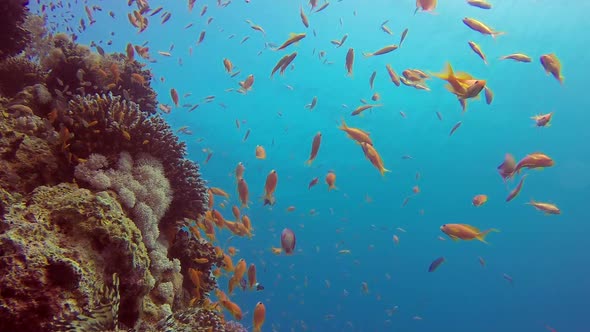 Underwater Lionfish and Colorful Fishes