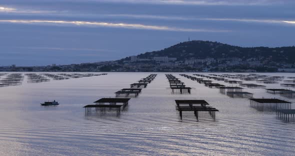 Oyster farming, pond of Thau, Bouzigue, Occitanie, France