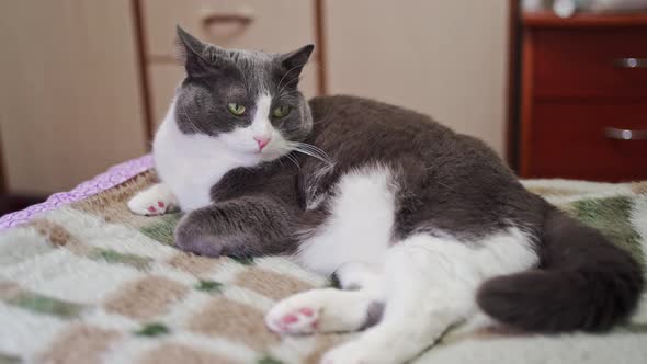 Cute Gray Cat with a White Chest Lies on the Bed