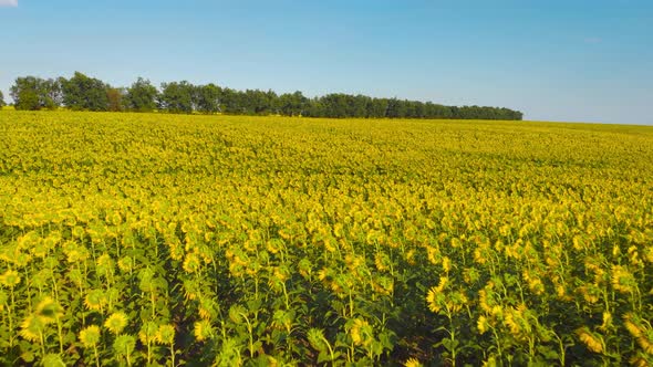 Flight Over a Field with Sunflowers Against a Background of Thunderclouds