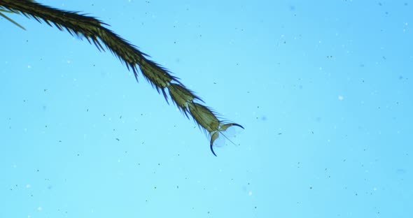 Leg of fly under a microscope with floating bacteria, microbes and living organisms. Housefly leg