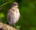 Young starling bird sitting on the branch of a tree - PhotoDune Item for Sale