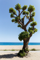 A branched tree on a sandy seashore against a blue sky on a hot summer sunny day. - PhotoDune Item for Sale