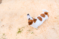Jack russell terrier dog is white with orange spots on back and mask stands on sand or sawdust - PhotoDune Item for Sale