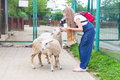Caucasian girl in blue overalls with red backpack stroking, feeding white sheep at petting zoo. - PhotoDune Item for Sale