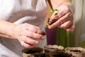 Close-up hands of elderly woman, transplanting pepper seedlings in peat pots. - PhotoDune Item for Sale