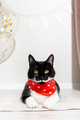 Portrait of gorgeous black cat with white mustache in red bandana. Pet birthday. - PhotoDune Item for Sale