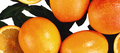 background oranges isolated on white - PhotoDune Item for Sale