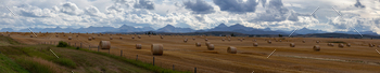 ing a vibrant sunny summer day. Taken near Pincher Creek, Alberta, Canada.
