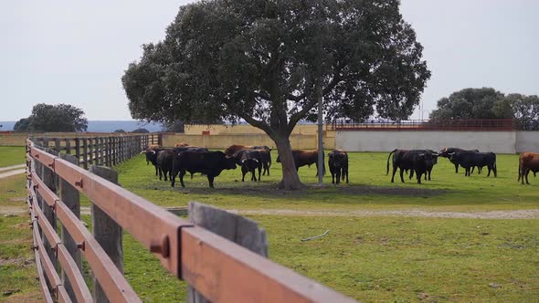 Holm Oak and bulls on a farm