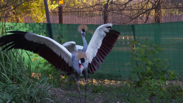 A pair of grey crowned cranes in an enclosure strutting, flapping wings and jumping at each other. M