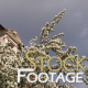 "Village -cherry" Stock Footage Full HD H264 - VideoHive Item for Sale