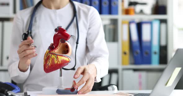 Cardiologist Shows Structure of Heart on Model Closeup