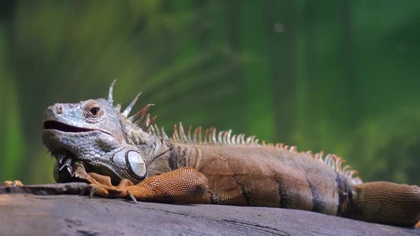 Cute Iguana Lying on Tree in Enclosure