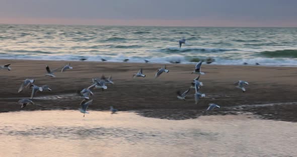 Beautiful Sunset with Sea and Group of White Bird