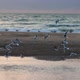 Beautiful Sunset with Sea and Group of White Bird - VideoHive Item for Sale