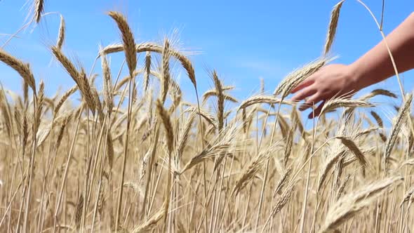 A hand passes over golden ears of rye or wheat in a field