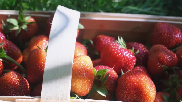 Red Natural Organic strawberries in Basket on Grass