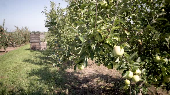 Steadicam moving through a golden delicious apple tree to reveal crates ready for the apple harvest.