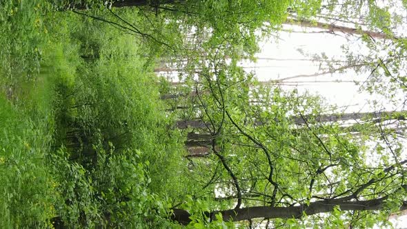 Vertical Video of a Forest with Pine Trees