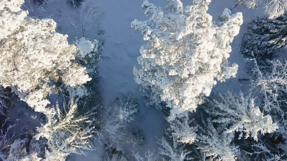 Slowly Flying Directly Above Beautiful Large Forest in the Cold Winter