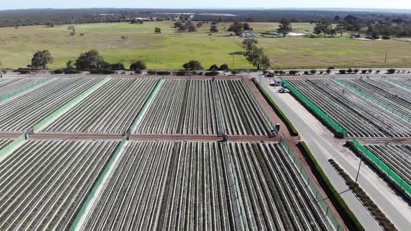 Aerial View of a Strawberry Farm in Australia