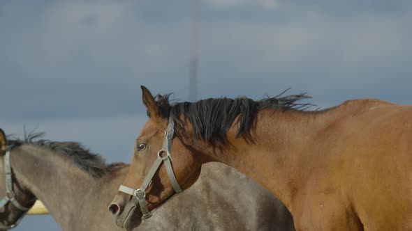 Two horses running