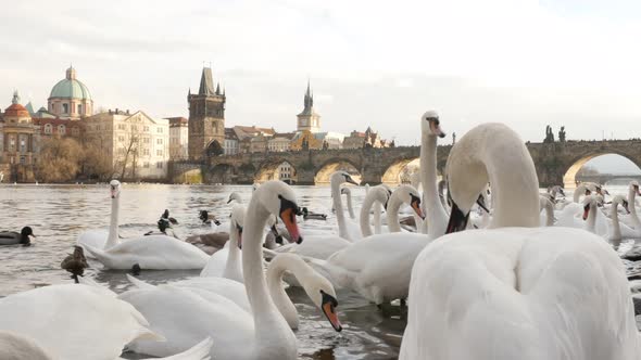 Czech Republic city of Prague daily scene  with lot of Cygnus birds   3840X2160 UHD footage - Bevy o