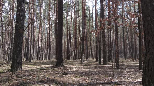 Forest Landscape Aerial View Slow Motion