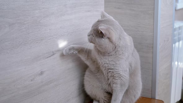 British Home Gray Cat Catches a Sunny Bunny on the Wall