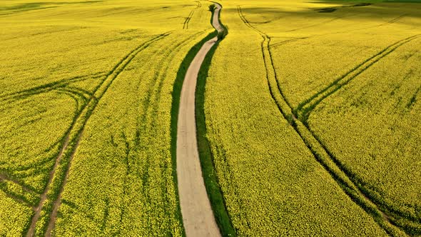 Aerial view of raps flowers. Agriculture in Poland.