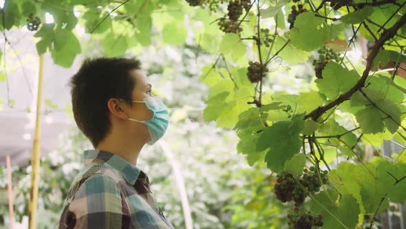 Farmer in Protective Medical Face Virus Mask During Pandemic of Coronavirus Check Grape Harvest