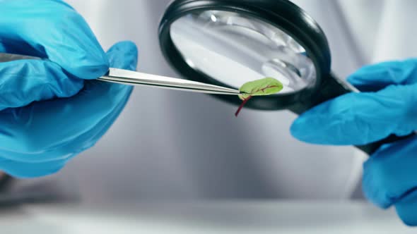 Medical Scientist Inspecting Microgreens Wearing Protective Unform Working in Laboratory