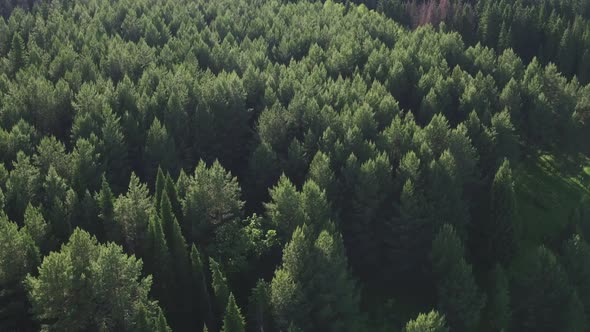 Aerial View of Green Conifers Trees in Countryside Woodland. Drone s Above Colorful Texture in