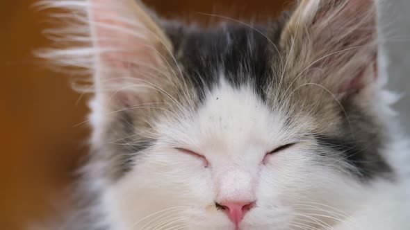 Beautiful Black and White Kitten Close Up It Wants to Sleep