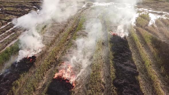 Farmer burns the harvested fields