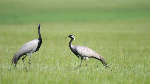 Real Wild Crane Birds Walking in Natural Meadow Habitat