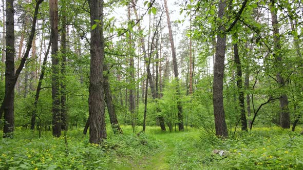 Wild Forest Landscape on a Summer Day