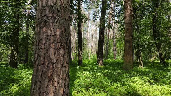 Beautiful Green Forest on a Summer Day Slow Motion