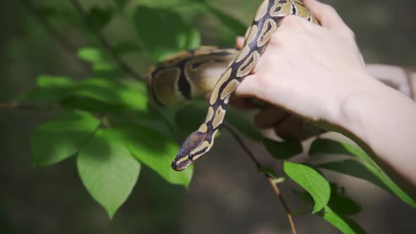 Boa Constrictor in Hands on the Background of a Green Plant Closeup