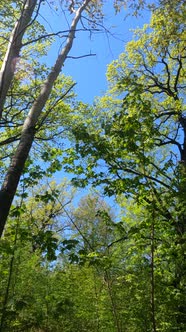 Vertical Video of the Forest in the Spring